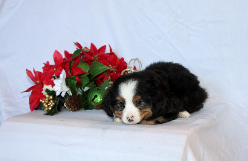 puppy, for, sale, Mini Bernedoodle F2, Matthew B. Stoltzfus, dog, breeder, Gap, PA, dog-breeder, puppy-for-sale, forsale, nearby, find, puppyfind, locator, puppylocator, aca